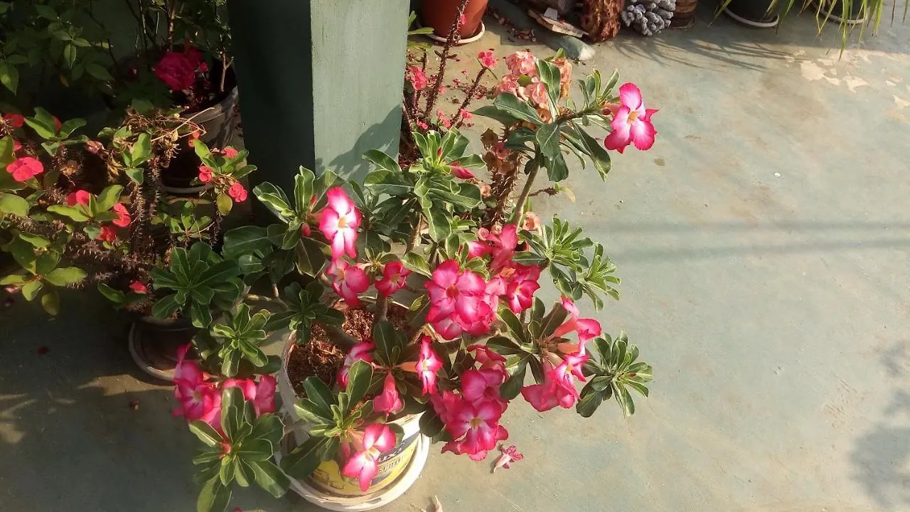 Heavenly Homestay Kochi